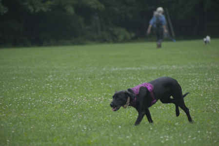 20250608_Dog park__DSC0481_.jpg