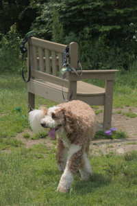 20250608_Dog park__DSC0492_.jpg