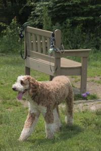 20250608_Dog park__DSC0494_.jpg