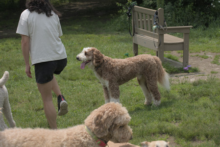 20250608_Dog park__DSC0496_.jpg