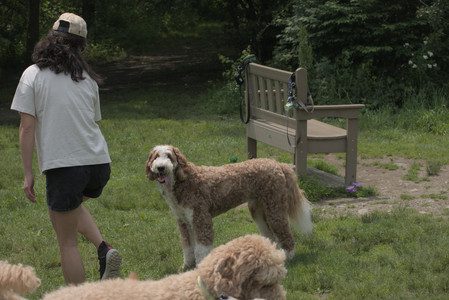 20250608_Dog park__DSC0497_.jpg