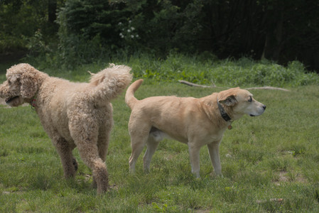20250608_Dog park__DSC0505_.jpg
