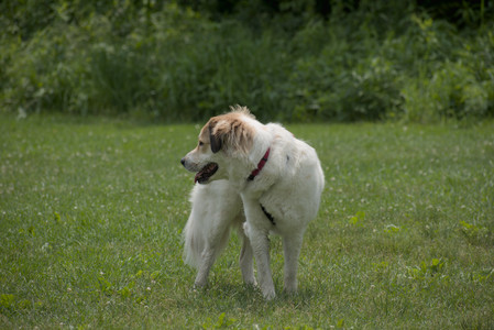 20250608_Dog park__DSC0510_.jpg