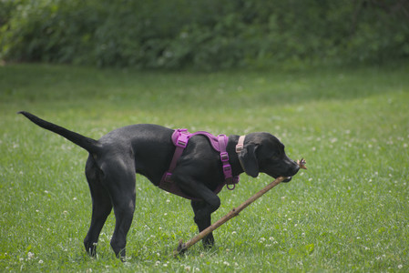 20250608_Dog park__DSC0519_.jpg