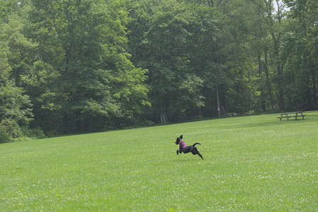 20250608_Dog park__DSC0534_.jpg