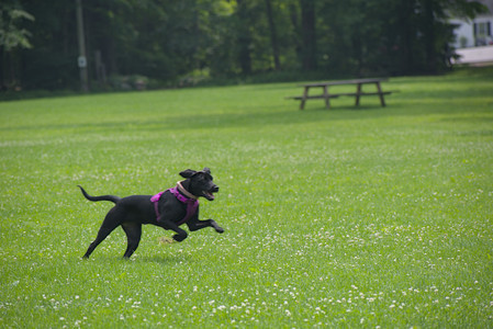 20250608_Dog park__DSC0536_.jpg