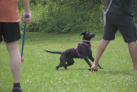 20250608_Dog park__DSC0540_.jpg