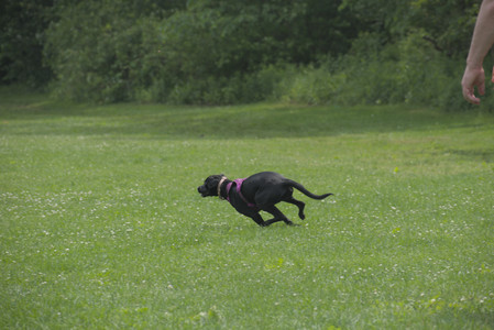 20250608_Dog park__DSC0542_.jpg