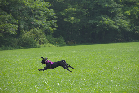 20250608_Dog park__DSC0548_.jpg