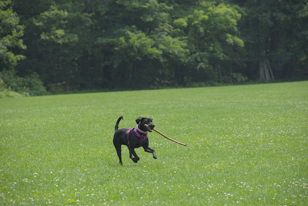 20250608_Dog park__DSC0562_.jpg