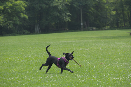 20250608_Dog park__DSC0565_.jpg
