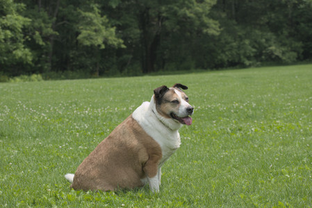 20250608_Dog park__DSC0567_.jpg