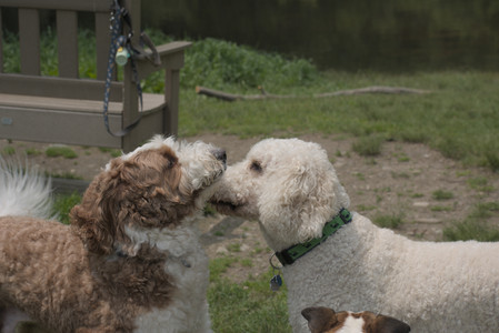 20250608_Dog park__DSC0570_.jpg