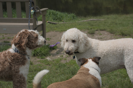 20250608_Dog park__DSC0572_.jpg