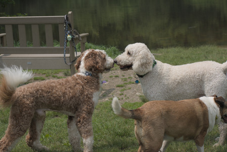 20250608_Dog park__DSC0576_.jpg