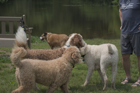 20250608_Dog park__DSC0583_.jpg