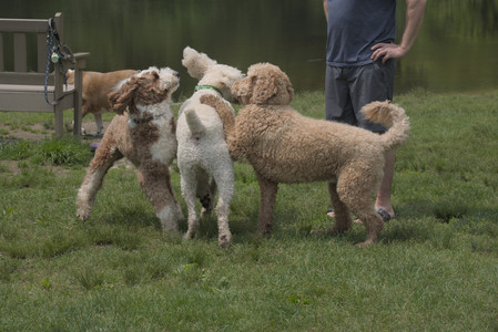20250608_Dog park__DSC0586_.jpg
