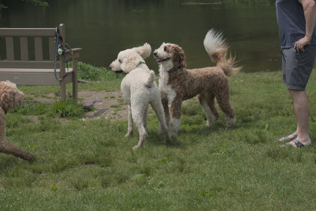 20250608_Dog park__DSC0596_.jpg