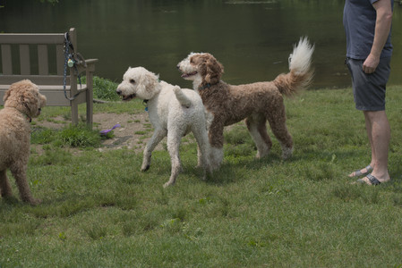 20250608_Dog park__DSC0598_.jpg