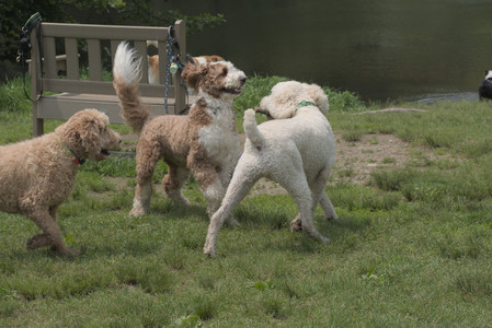 20250608_Dog park__DSC0601_.jpg