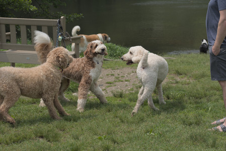 20250608_Dog park__DSC0603_.jpg