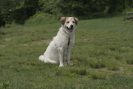 20250608_Dog park__DSC0607_.jpg