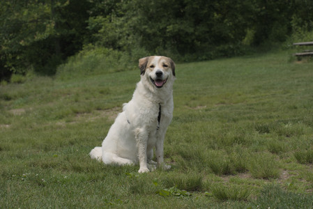 20250608_Dog park__DSC0608_.jpg