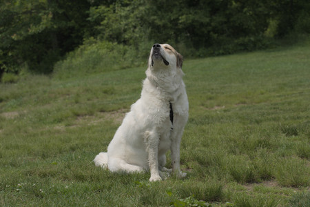 20250608_Dog park__DSC0612_.jpg