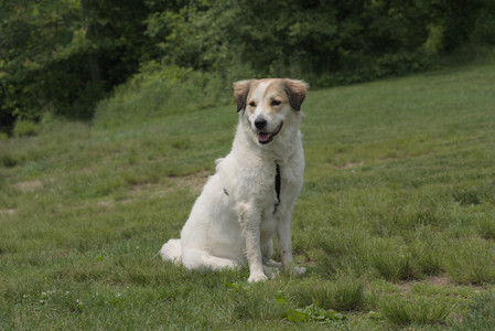 20250608_Dog park__DSC0623_.jpg