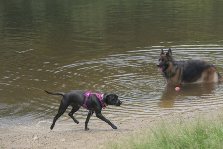 20250608_Dog park__DSC0651_.jpg