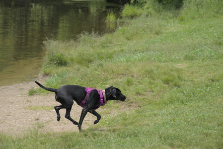 20250608_Dog park__DSC0654_.jpg