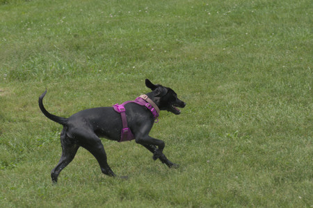 20250608_Dog park__DSC0657_.jpg