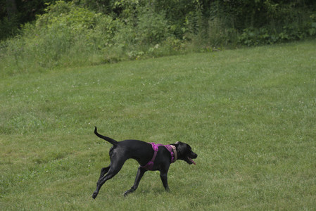 20250608_Dog park__DSC0658_.jpg