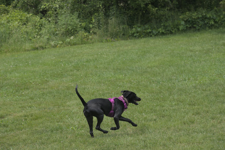 20250608_Dog park__DSC0659_.jpg