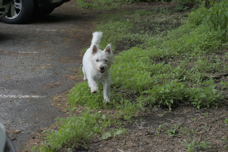 20250608_Dog park__DSC0674_.jpg