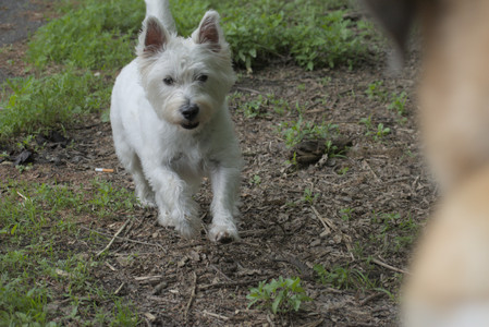 20250608_Dog park__DSC0676_.jpg