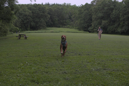 20250618_Dog park__DSC0168_.jpg