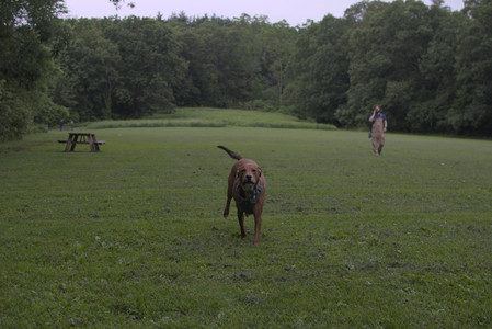 20250618_Dog park__DSC0169_.jpg