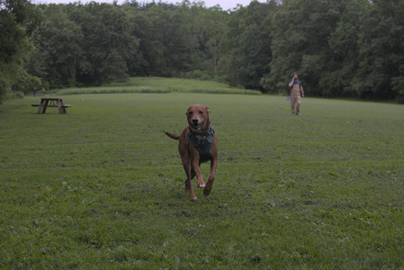 20250618_Dog park__DSC0170_.jpg