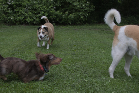 20250618_Dog park__DSC0183_.jpg