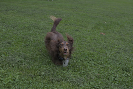 20250618_Dog park__DSC0186_.jpg