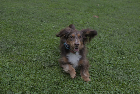 20250618_Dog park__DSC0187_.jpg