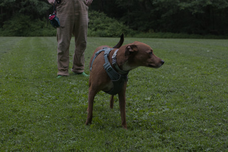 20250618_Dog park__DSC0197_.jpg