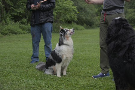 20250618_Dog park__DSC0216_.jpg