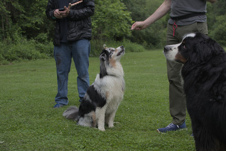 20250618_Dog park__DSC0217_.jpg