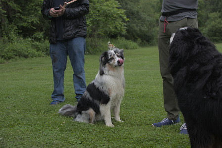 20250618_Dog park__DSC0220_.jpg