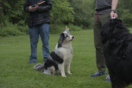 20250618_Dog park__DSC0221_.jpg