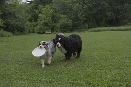 20250618_Dog park__DSC0224_.jpg