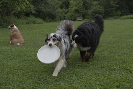 20250618_Dog park__DSC0227_.jpg