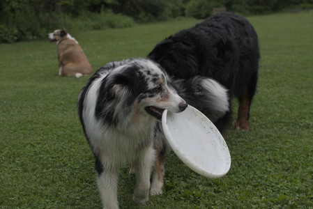 20250618_Dog park__DSC0231_.jpg